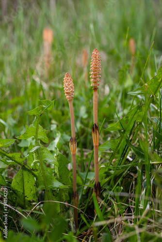 Selective focus. A spore-bearing shoot of the horsetail Equisetum arvense. Sporiferous spikelet of field horsetail in spring. Controversial cones of horsetail photo