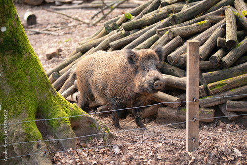 Wild boar in the forest, sus scrofa, swine or pig, wildlife in the woodland, animal in Europe
 photo