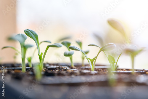 Young Dahlia seedlings growing in a propagation tray. Spring gardening background.
