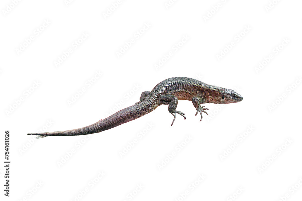 Fototapeta premium A small lizard in his hands against the grass, isolated on a white background. Wild reptile close-up held by man