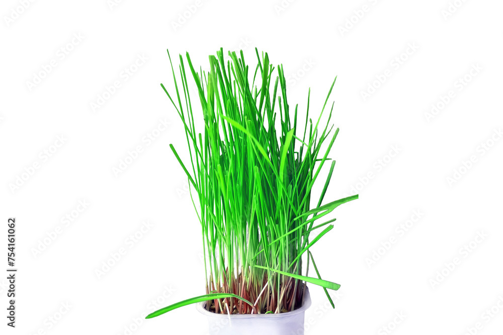 Obraz premium Fresh grass for the cat, isolated on a white background. Sprouted greens for domestic cats