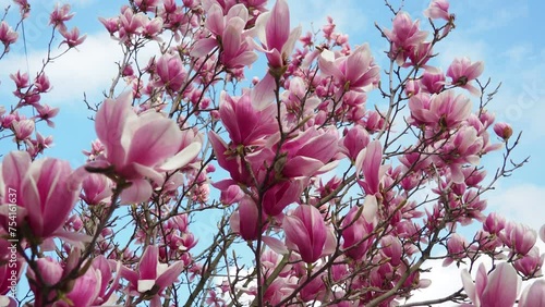 Magnolia is a large genus of flowering plant species in subfamily Magnolioideae of the family Magnoliaceae. Beautiful blooming pink white flowers and buds of magnolia. Magnolia soulangeana in garden photo