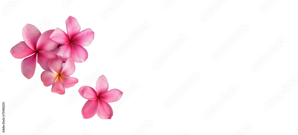 Pink Frangipani isolated on White background