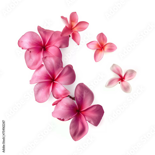 Pink Frangipani isolated on White background