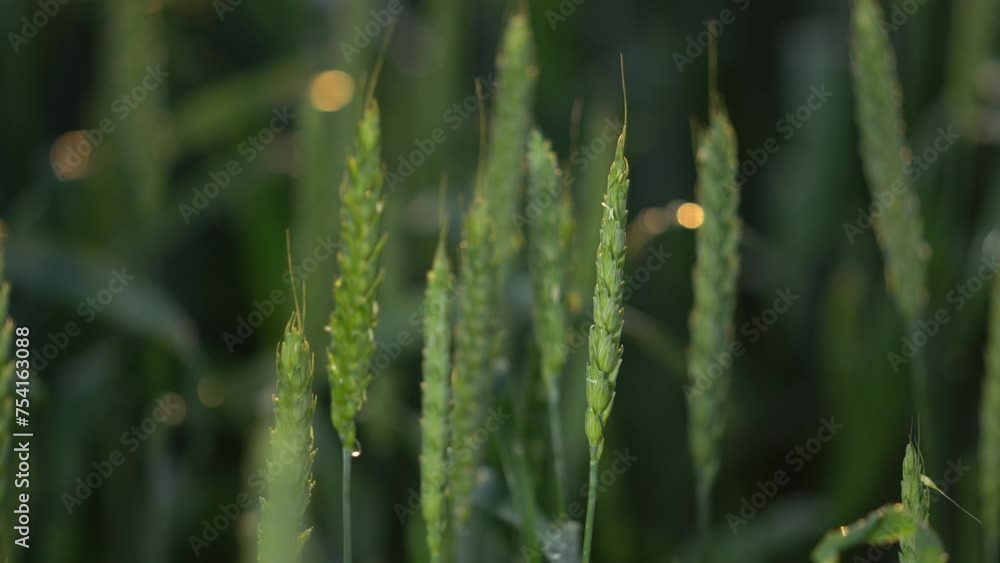 Plant growing from soil time lapse - beginning new life Plant growing from soil time lapse - beginning new life