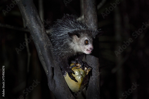 Aye-aye, Daubentonia madagascariensis, night animal in Madagascar. Aye-aye nocturnal lemur monkey in the nature habitat, coast forest in Madagascar, widllife nature. Rare endemic