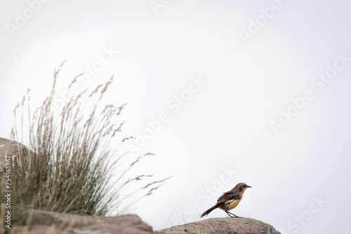 Drakensberg rockjumper photo