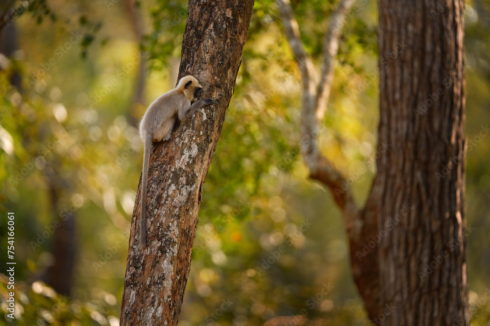 Malabar Sacred Langur, Semnopithecus hypoleucos, grey monkey in the nature habitat. Langur in the dry forest, evening light in trees, Kabibi Nagarhole NP in India. Asia, nature wildlife. Malabar Sacred Langur, Semnopithecus hypoleucos, grey monkey in the nature habitat. Langur in the dry forest, evening light in trees, Kabibi Nagarhole NP in India. Asia, nature wildlife.
