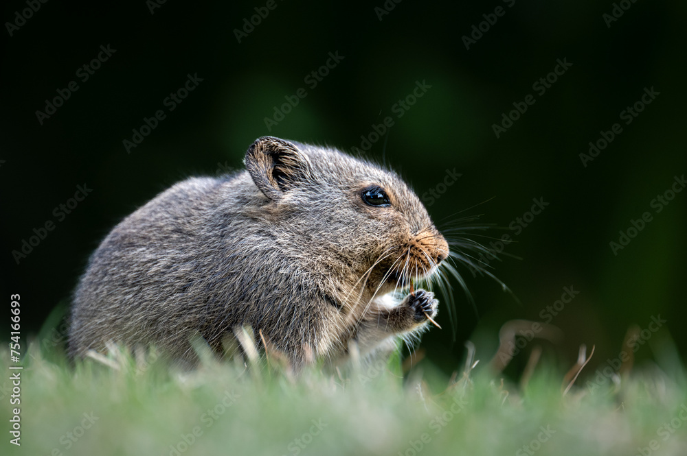 Sloggett's ice rat Sloggett's ice rat