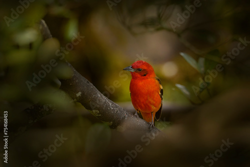Birdwatching in Costa Rica. Orange bird Flame-colored Tanager, Piranga bidentata tropical bird from Savegre, Costa Rica. Red orange bird in the nature habitat. Travel in Cetral America.