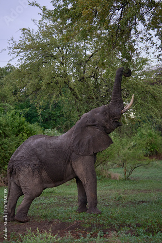 Large male African Elephant  Loxodonta africana  browsing in South Luangwa National Park  Zambia      