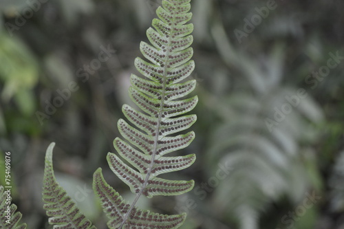 fern in the forest photo