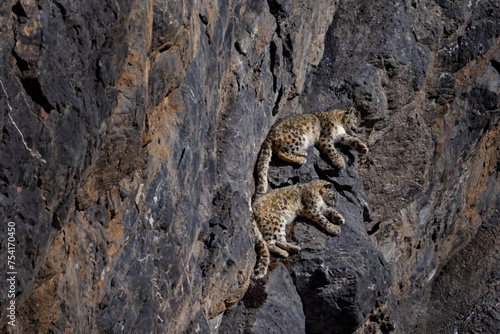 Snow leopard sleeping on the rock ledge, wild cat in the moutains habitat. Snow leopard on the rock in winter, sitting in the nature stone rocky mountain habitat, Spiti Valley, Himalayas in India. © ondrejprosicky