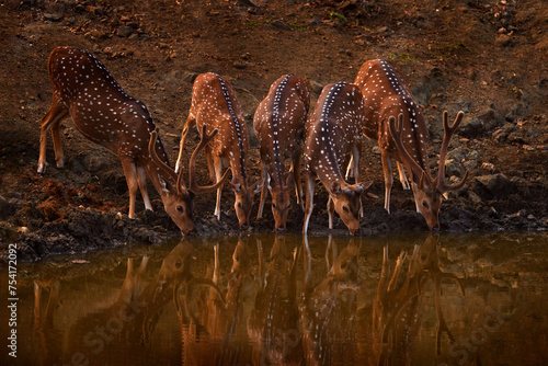Axis spotted deer drinking water in the forest waterhole. Deers in the nature habitt, Kabini Nagarhole NP in India. Herd of animal near the water pond. Nature wildlife. photo