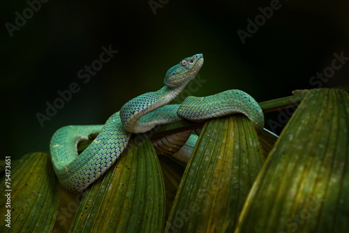 Nature in Costa Rica. Snake Bothriechis lateralis, Green Side-stripe mountain Palm-Pitviper on the green palm tree. Viper in the dark jungle tropic forest, Monteverde Reserve in Costa Rica.