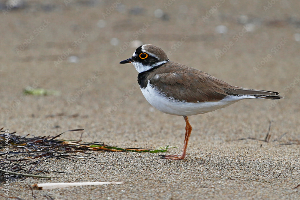 Little Ringed Plover (Charadrius dubius) on sandy beach, taken in Neretva Delta, Croatia