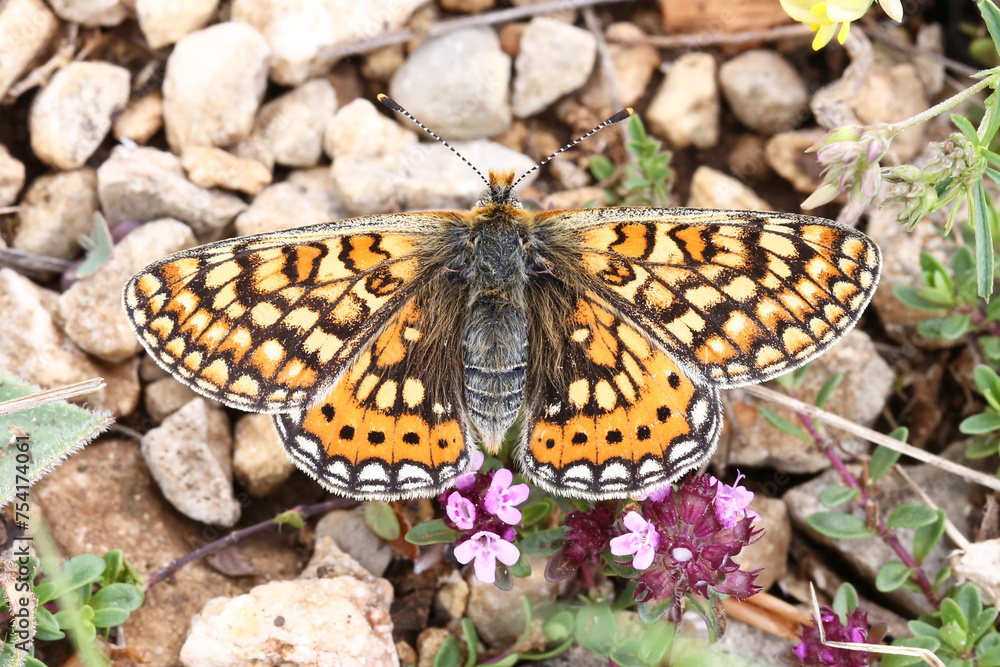 Marsh Fritillary (Euphydryas aurinia) resting on gravel, taken in Herzegovina. Marsh Fritillary (Euphydryas aurinia) resting on gravel, taken in Herzegovina.