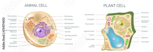 Plant cell and animal cell cross section anatomy vector illustration.A plant cell contains a large, singular vacuole that is used for shape of the cell. In contrast, animal cells have many vacuoles. photo