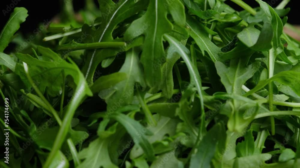 rucola on a wooden stick rucola on a wooden stick
