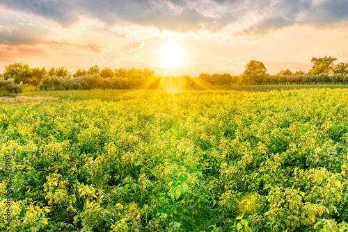 beautiful view in a green farm field with plants and vegetables and golden cloudy amazing sunset or sunrise on background of agricultural landscape