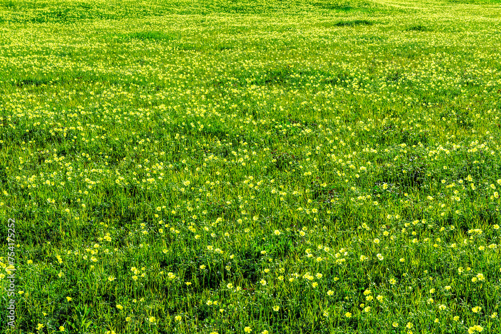 spring green field background with yellow and salad flowers. nature garden backdrop with plant growth spring green field background with yellow and salad flowers. nature garden backdrop with plant growth