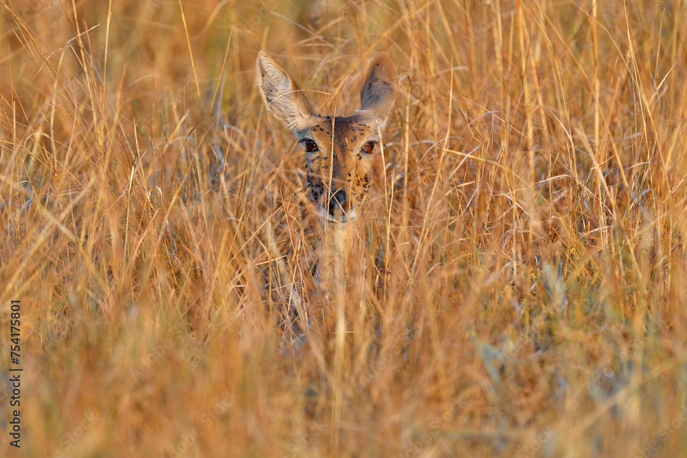 Head portrait of lechwe with fly on the muzzle snout. Antelope hidden in the golden gras in Okavango delta in Africa. Wildlife nature in Botswana. Traveling in Africa, lechwe female. Head portrait of lechwe with fly on the muzzle snout. Antelope hidden in the golden gras in Okavango delta in Africa. Wildlife nature in Botswana. Traveling in Africa, lechwe female.