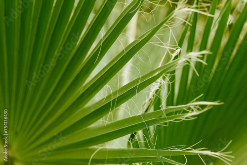 Fototapeta Naklejka Na Ścianę i Meble -  The leaf of a palm tree. WASHINGTONIA FILIFERA.