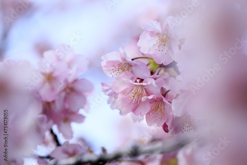 春の日差しを受けて綺麗に咲いた河津桜 © aki_insta212