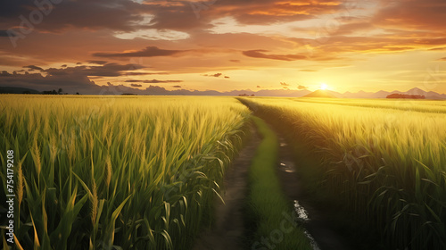 Sugarcane field and cloudy sky at sunset photo