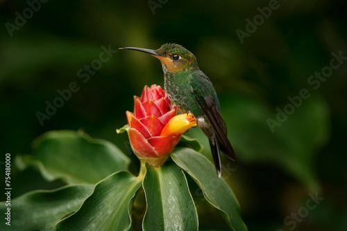 Green-crowned Brilliant, Heliodoxa jacula, beautiful bloom. Heliconia red flower with green hummingbird, La Paz Waterfall Garden, Volcan Poas NP in Costa Rica. Bird sucking nectar. Costa Rica nature.