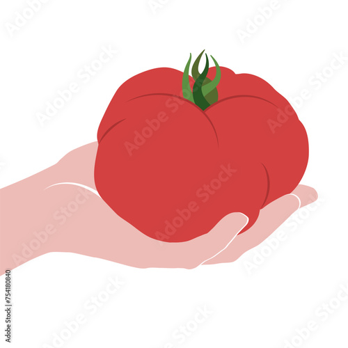 llustrated vector big ox heart tomato held in hand