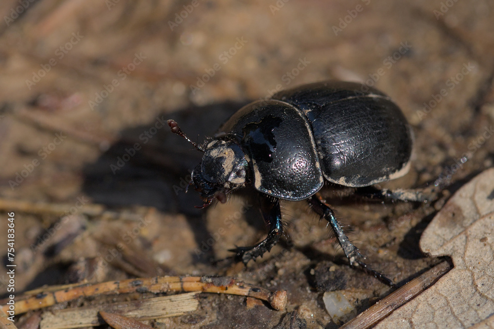 small black beetle photographed close up small black beetle photographed close up