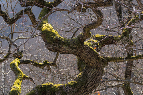 an old, withered, twisted tree overgrown with moss