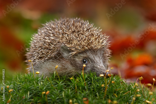 Autumn wildlfie. Autumn orange leaves with hedgehog. European Hedgehog, Erinaceus europaeus,  photo with wide angle. Cute funny animal with snipes.