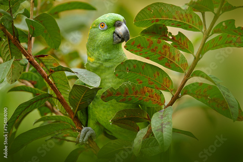 Costa Rica wildlife. Yellow-naped Parrot, Amazona auropalliata, portrait of light green parrot from Costa Rica. Detail close-up portrait of bird. Wildlife scene from tropical nature. © ondrejprosicky