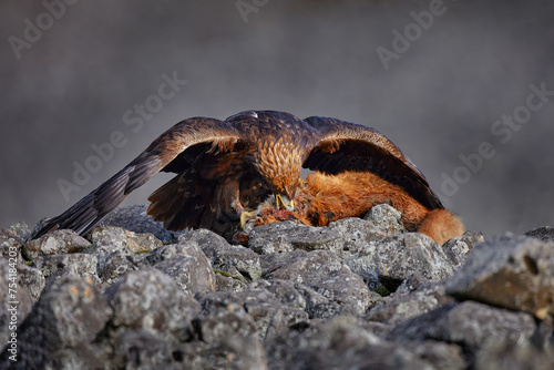 Bird behaviour, nature wildlife. Golden Eagle, Aquila chrysaetos, feeding on killed Red Fox high on the stone in the mountains.
