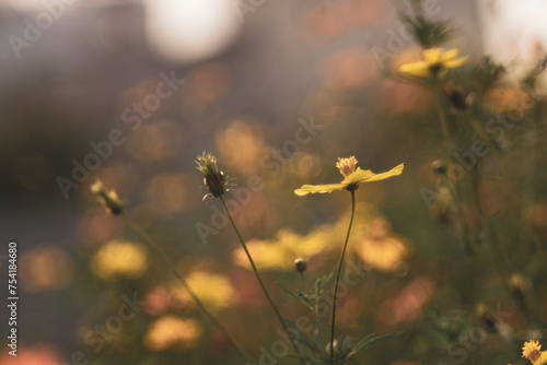 Sulfur cosmos Beautiful Delicate, Background Work For Designer By Gallery of Gazes,View of honey bee and Sulfur cosmos on blurred green leaf background under sunlight 