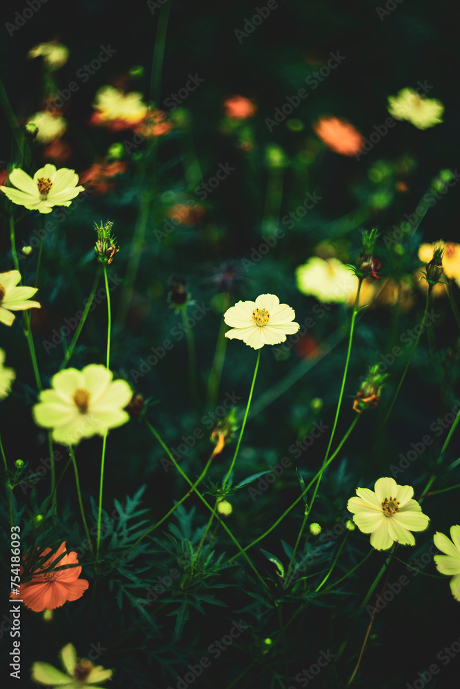 Fototapeta premium Sulfur cosmos Beautiful Delicate, Background Work For Designer By Gallery of Gazes,View of honey bee and Sulfur cosmos on blurred green leaf background under sunlight 