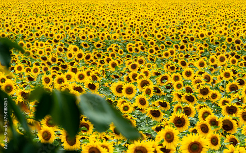alles gelb Sonnenblumenfeld Volkmarode Braunschweig großes Feld