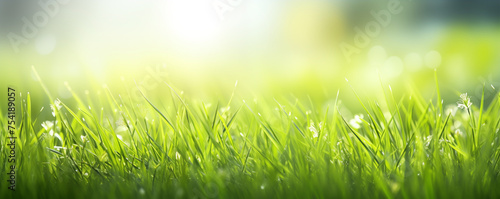 Fresh green grass banner with soft light and dewdrops in morning