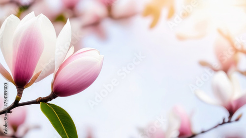 Close-up of magnolia flower, banner, space for text. Spring, light shades.
