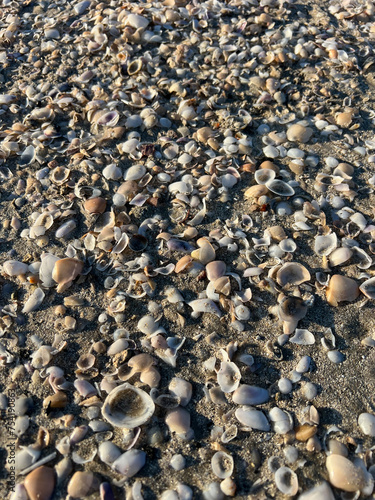 Rocks and shells on beach