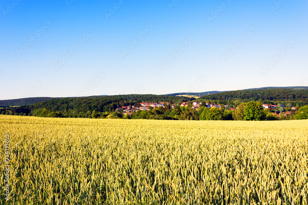 Kornfeld_0003