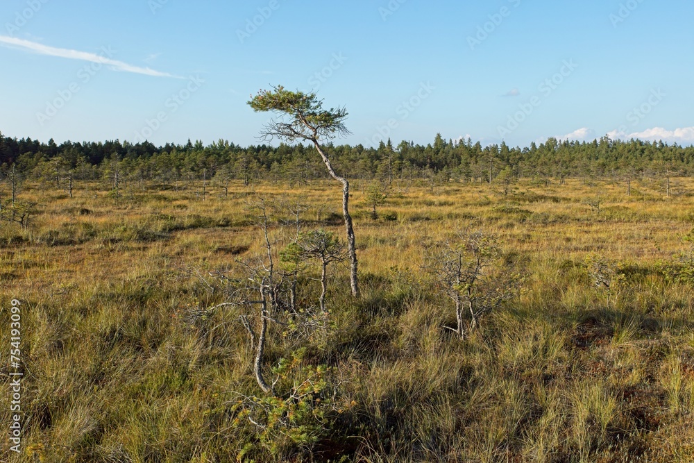 Bog landscape at Valkmusa National Park in summer, Pyhtää, Finland.