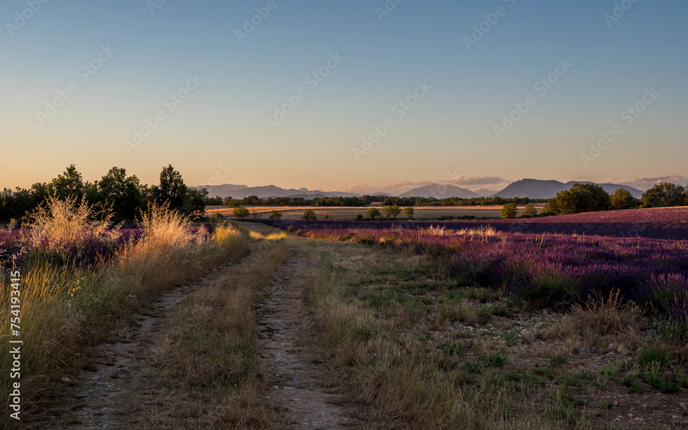 end of the day in the lavender fields of Provence