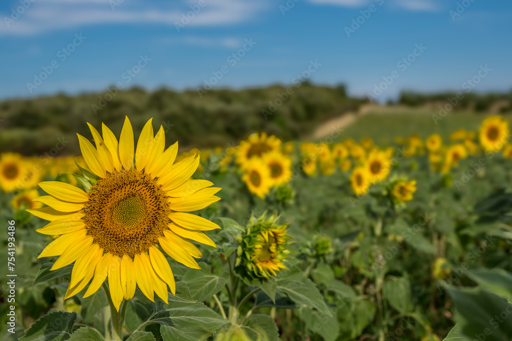 Close-up of a sunflower in Provence Close-up of a sunflower in Provence