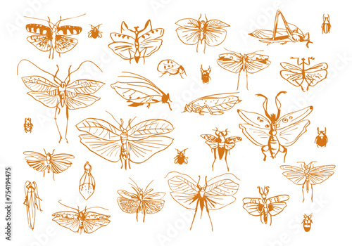Set ornamental butterflies and beetles. Stylized insects. Collection of line art vector illustrations. Golden drawing by hand
