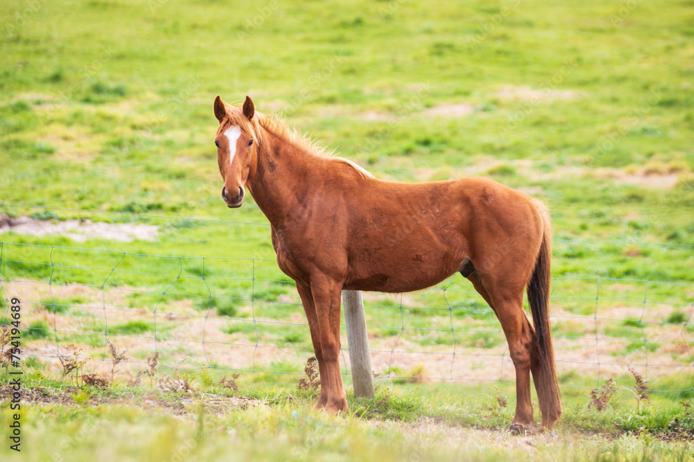 Graceful Chestnut Horse Grazing in Verdant Pasture