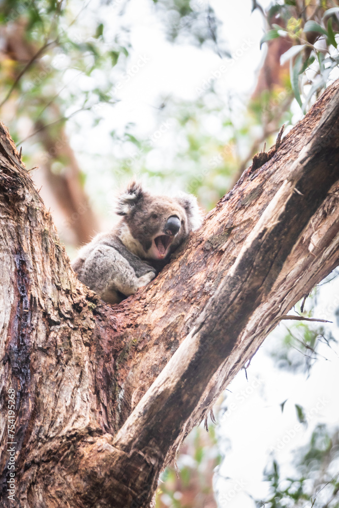 A Koala’s Tranquil Retreat Amongst Eucalyptus Leaves, Otway National Park, Australia