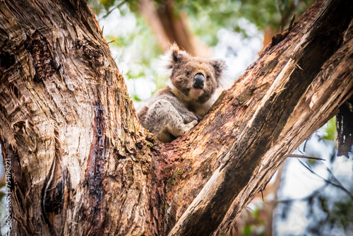 A Peaceful Koala Enjoys the Serenity of Otway’s Natural Splendor, Victoria, Australia